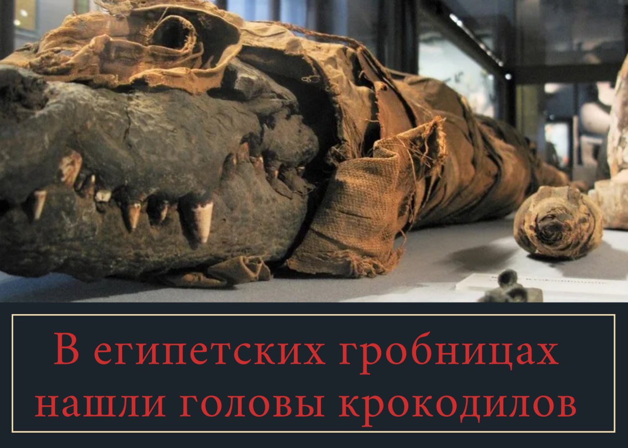 В египетских гробницах нашли головы крокодилов
